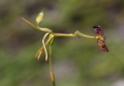 Drakaea confluens - Late Hammer Orchid