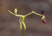 Drakaea confluens - Late Hammer Orchid