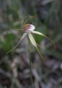 Caladenia leucochila - Collie Spider Orchid