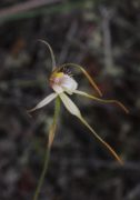 Caladenia leucochila - Collie Spider Orchid