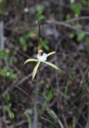 Caladenia denticulata - Yellow Spider Orchid