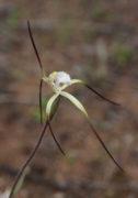 Caladenia denticulata - Yellow Spider Orchid