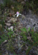 Caladenia interjacens - Walpole Spider Orchid