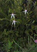 Caladenia interjacens - Walpole Spider Orchid