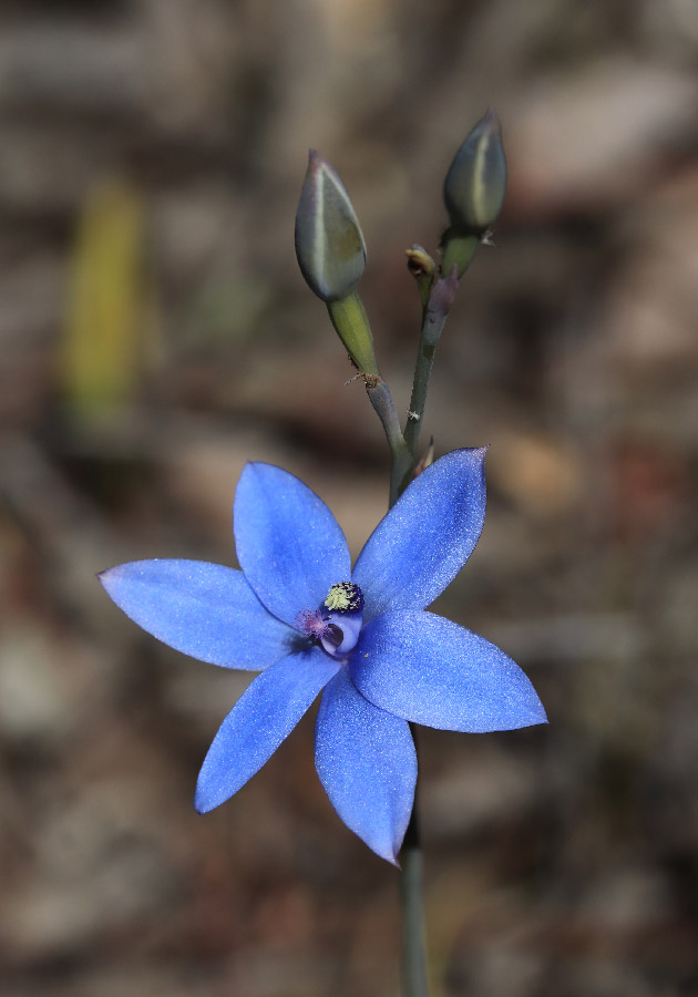 Thelymitra granitora ULTRA RARE FREE SHIPPING ADULT tuber - real BLUE ORCHID 
