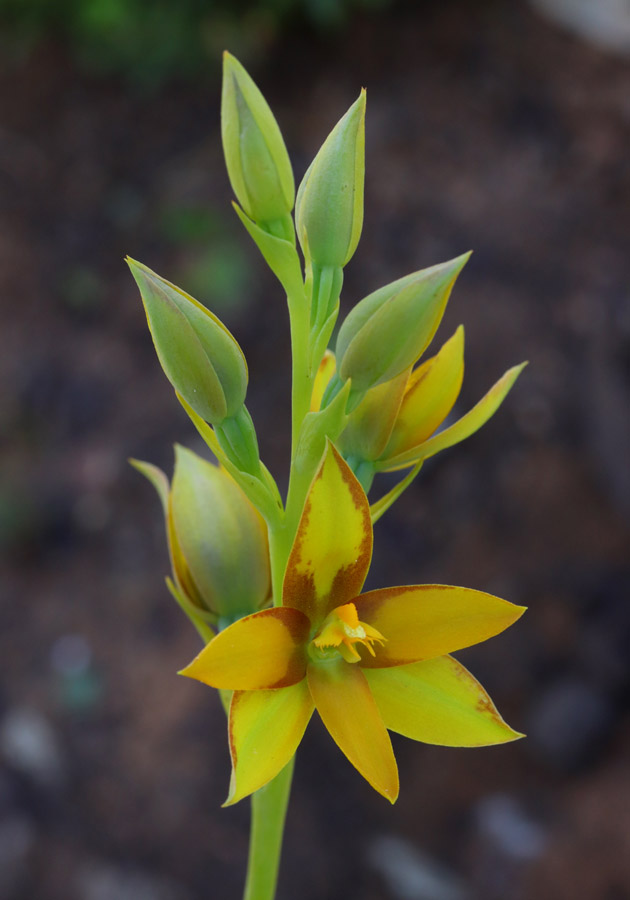 Thelymitra Stellata Magnifica Yorkensis Jacksonii Dedmaniarum