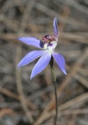 Cyanicula aperta - Western Tiny Blue Orchid