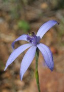 Pheladenia deformis - Blue Fairy Orchid