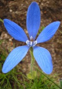 Cyanicula gemmata - Blue China
