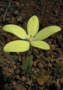 Caladenia ixioides subsp. ixioides
