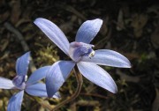 Canicula sericea - Silky Blue Orchid