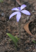 Canicula sericea - Silky Blue Orchid