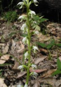 Microtis alba - White Mignonette Orchid