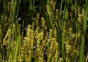 Microtis atrata - Swamp Mignonette Orchid