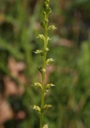 Microtis brownii - Sweet Mignonette Orchid