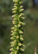 Microtis media - Common Mignonette Orchid