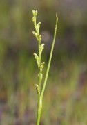 Microtis orbicularis - Dark Mignonette Orchid