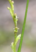 Microtis orbicularis - Dark Mignonette Orchid