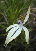 Praecoxanthus aphyllus - Leafless Orchid