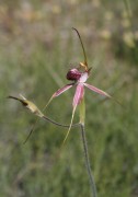 Caladenia arenicola - Carousel Spider Orchid