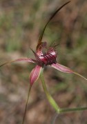Caladenia arenicola - Carousel Spider Orchid
