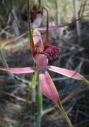 Caladenia arenicola - Carousel Spider Orchid