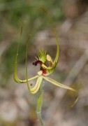 Caladenia attingens - Forest Mantis Orchid