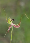 Caladenia attingens - Forest Mantis Orchid