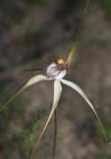 Caladenia longicauda subsp. borealis - Daddy-long-legs Spider Orchid