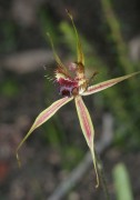 Caladenia brownii - Karri Spider Orchid