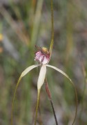 Caladenia longicauda subsp. calcigena - Coastal White Spider Orchid