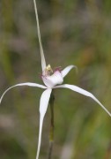 Caladenia christineae - Christine's Spider Orchid