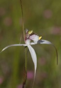 Caladenia christineae - Christine's Spider Orchid