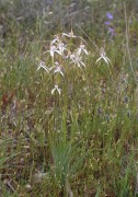 Caladenia longicauda subsp. eminens - Stark White Spider Orchid