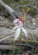Caladenia longicauda subsp. eminens - Stark White Spider Orchid