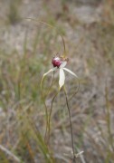 Caladenia excelsa - Giant Spider Orchid