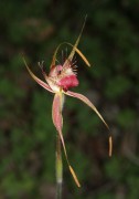 Caladenia ferruginea - Rusty Spider Orchid
