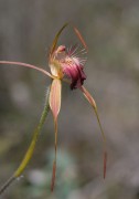 Caladenia ferruginea - Rusty Spider Orchid