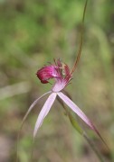 Caladenia gardneri - Cherry Spider Orchid