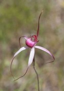 Caladenia gardneri - Cherry Spider Orchid