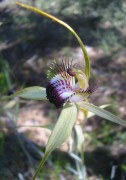 Caladenia georgii - Tuart Spider Orchid*