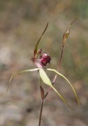 Caladenia georgii - Tuart Spider Orchid*