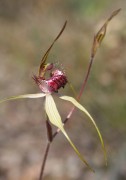 Caladenia georgii - Tuart Spider Orchid*