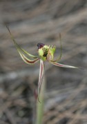 Caladenia attingens subsp. gracillima - Small Mantis Orchid