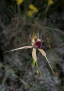 Caladenia huegelii - Grand Spider Orchid