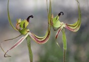 Caladenia integra - Smooth-lipped Spider Orchid
