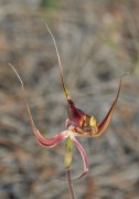 Caladenia hybrid