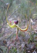 Caladenia lobata - Butterfly Orchid