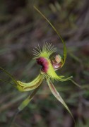 Caladenia lobata - Butterfly Orchid