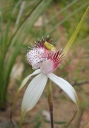 Caladenia longicauda - White Spider Orchid